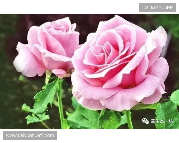 开运真人app下载助你开启好运气的最佳途径,丰富你的娱乐生活